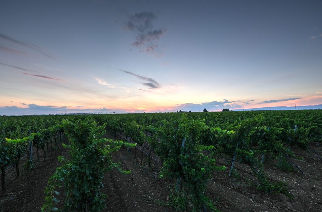 Puglia Landscape. A scenic view of the Azienda Agricola Kerinos vineyard, where organic Primitivo grapes thrive under the Puglian sun.