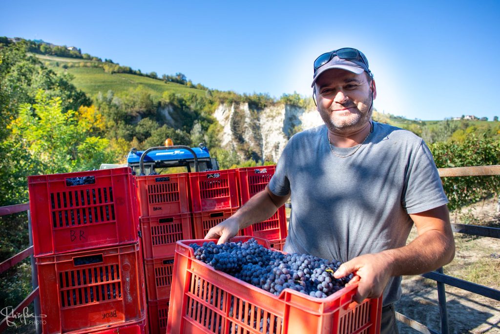 Broccardo winery owner holding a crate full of freshly harvested Nebbiolo grapes.