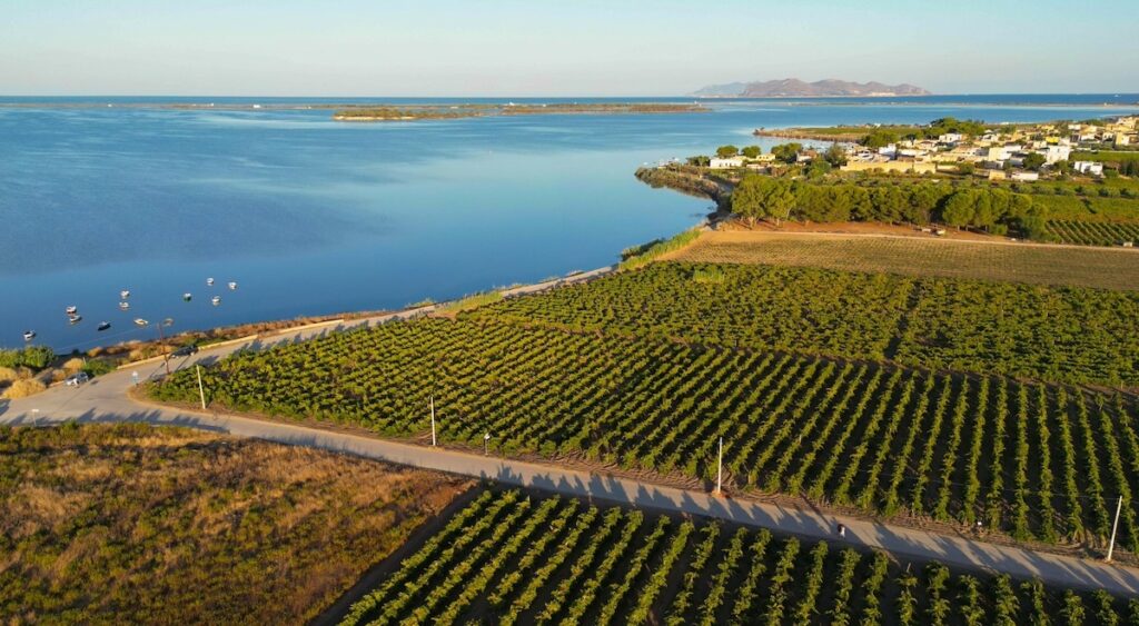 A panoramic view of Cantine Birgi’s vineyards overlooking the sea in western Sicily