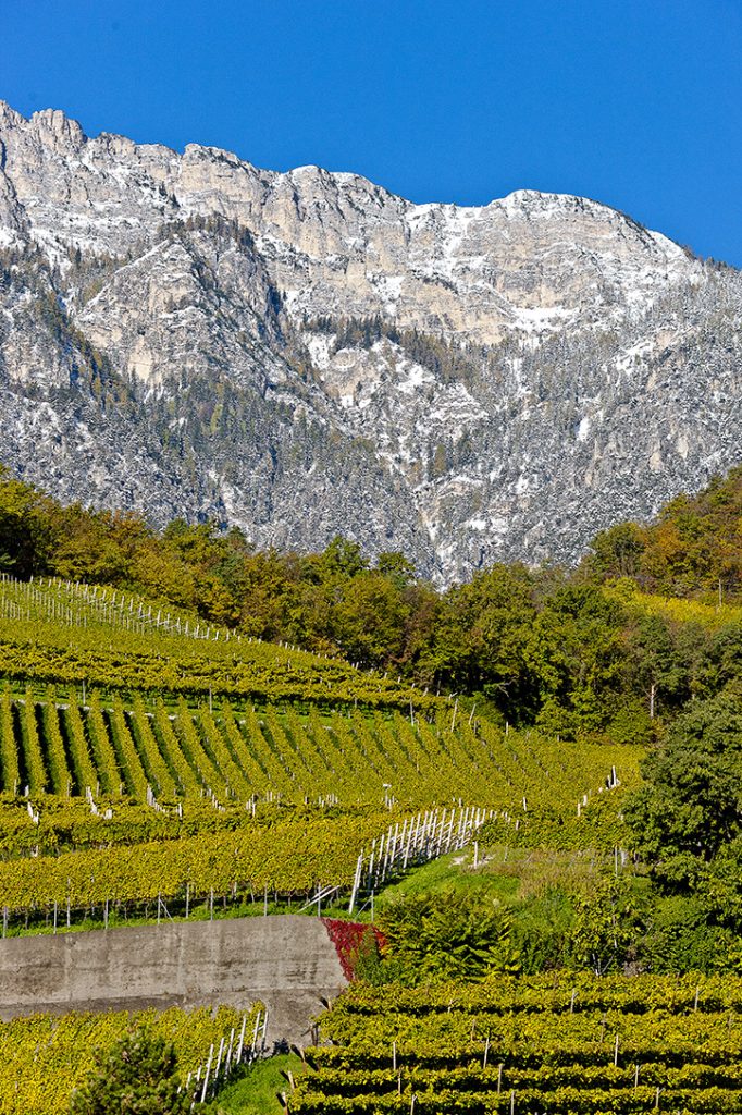 Vineyards of Cantina Tramin in Termeno, home of Gewürztraminer.