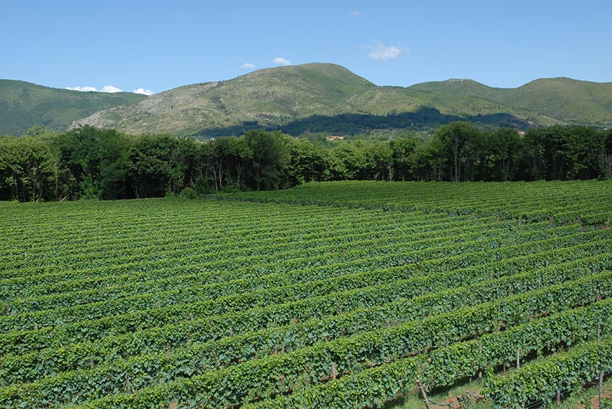 The vineyards of Nugnes in Campania, where tradition and innovation meet.