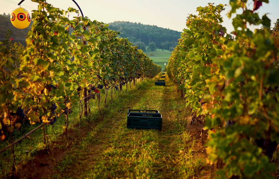A lush PIWI vineyard with vibrant green rows of vines, showcasing sustainable winemaking practices.